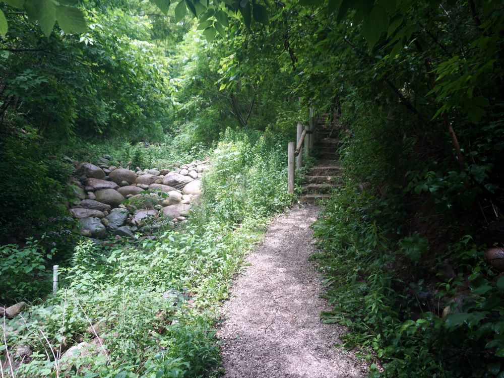 Wooded ravine trail with stairs in Lake Park, Milwaukee